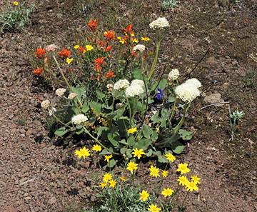 meadow flowers group small graphic